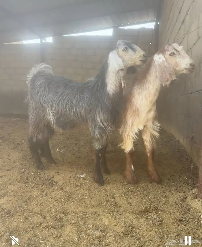 2 تيوس بلدي فل شحم ماشاء الله تبارك الله 1