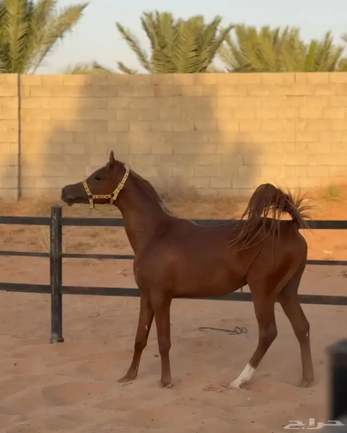 مهر واهو مكس 0