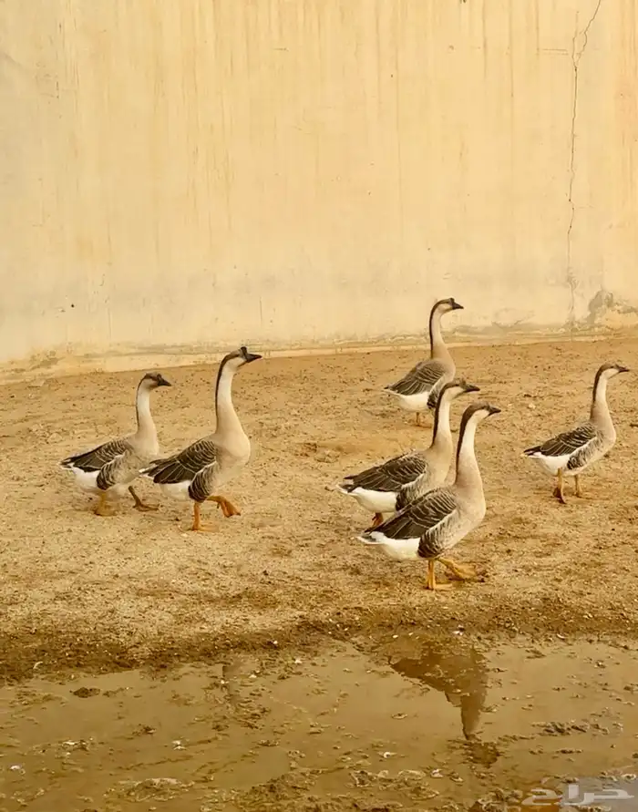 وز عراقي 0