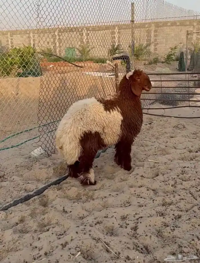 للبيع. ذبايح نعيم بلدي وفاخر 2