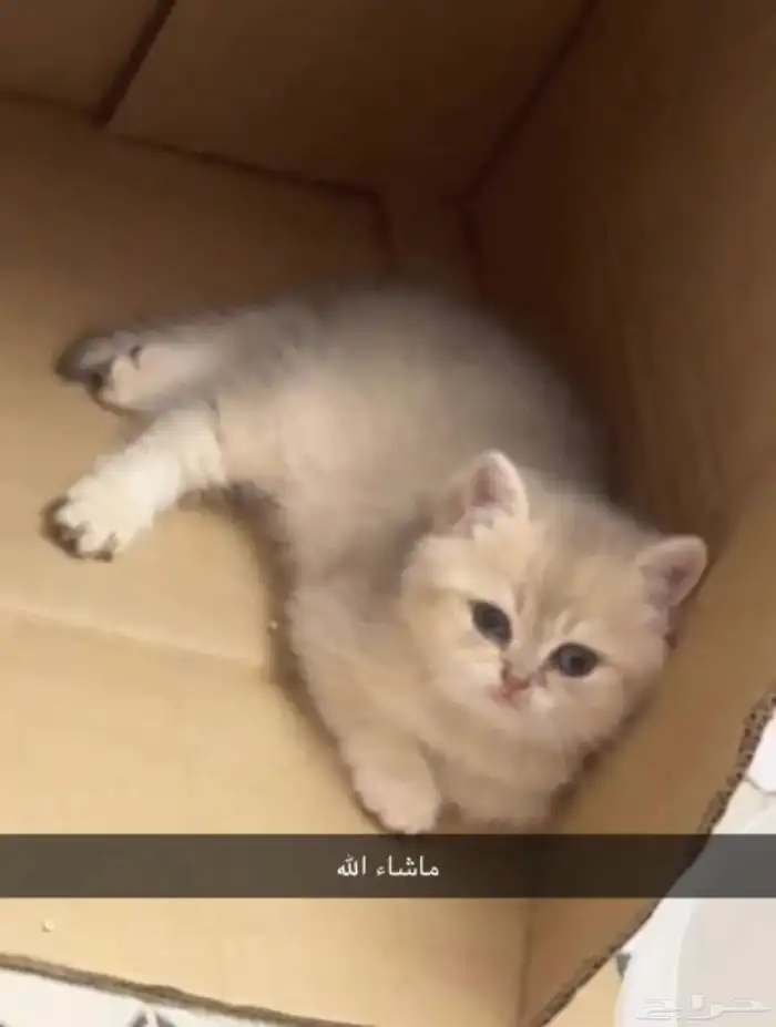 للبيع   قط ة British Shorthair Golden Shaded 2
