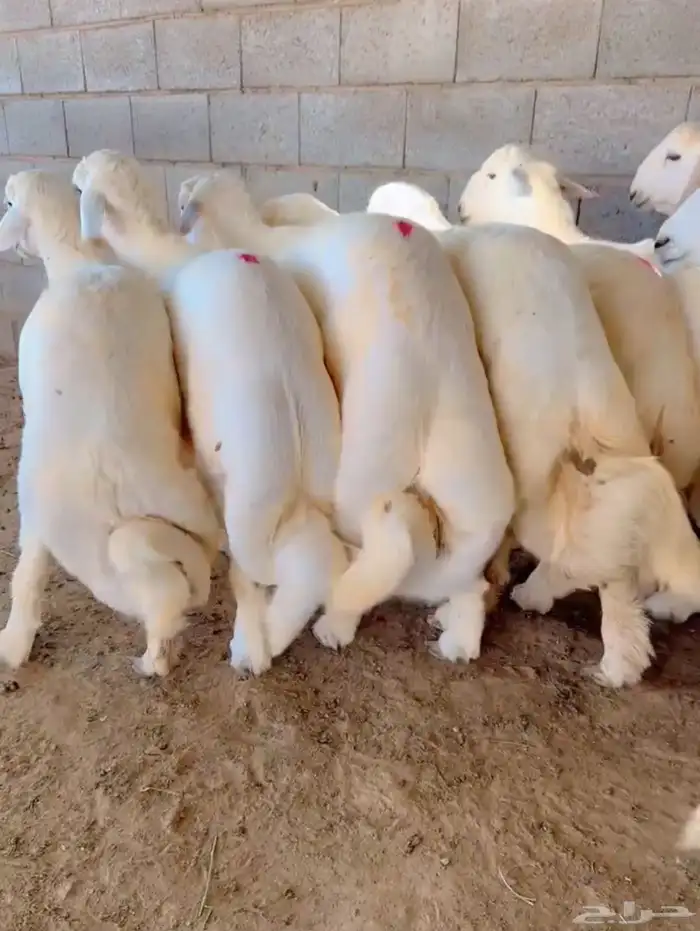 بسم الله ماشاء الله 10 خرفان اطراف وشعره وضهور مغلقات شحم 3