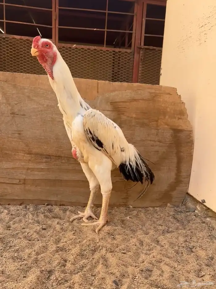 ديك فارسي للبيع 0