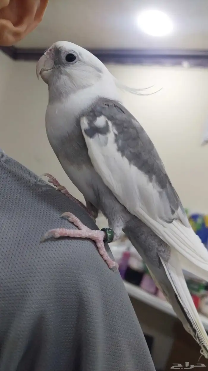 طير كروان اليف 1