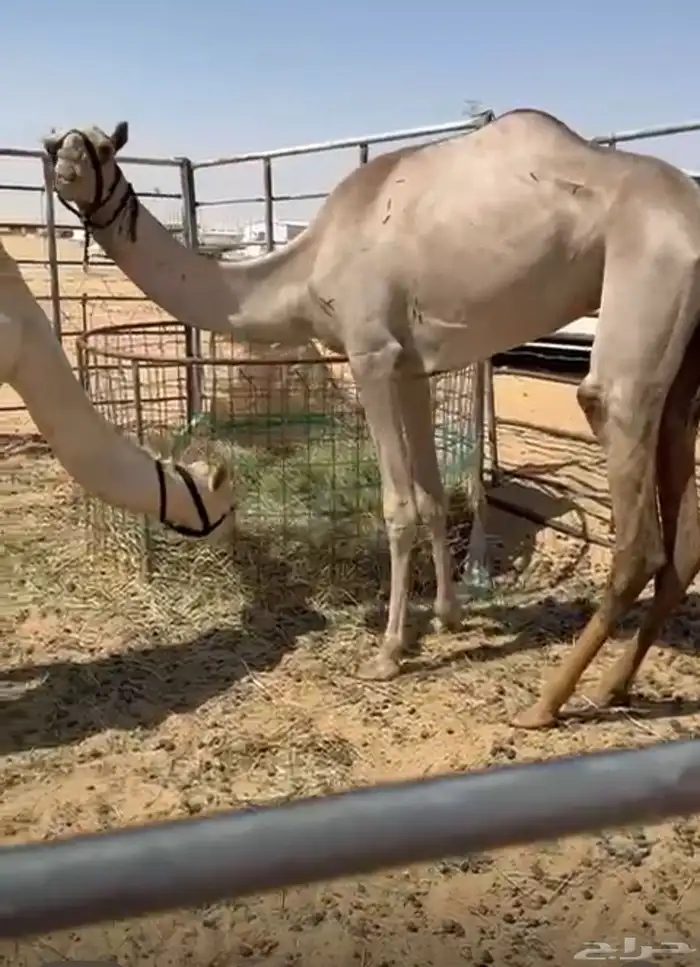 هجن 0