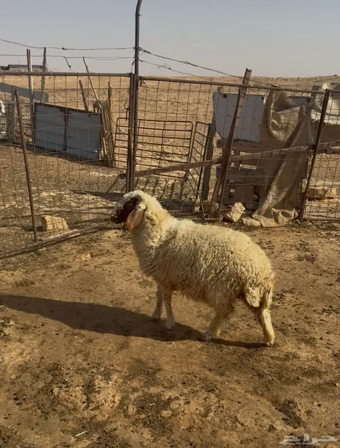 خروف للبيع 0