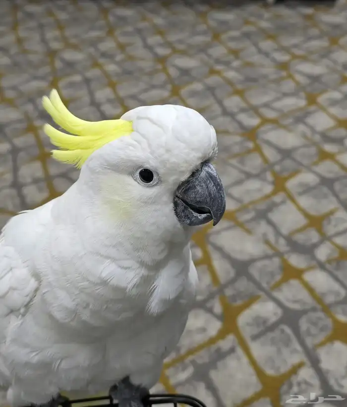 ببغاء كوكاتو سيلفر للبيع 0