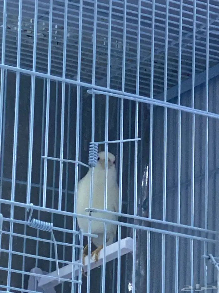 للبيع ذكر كناري مغرد ( تم البيع ) 3