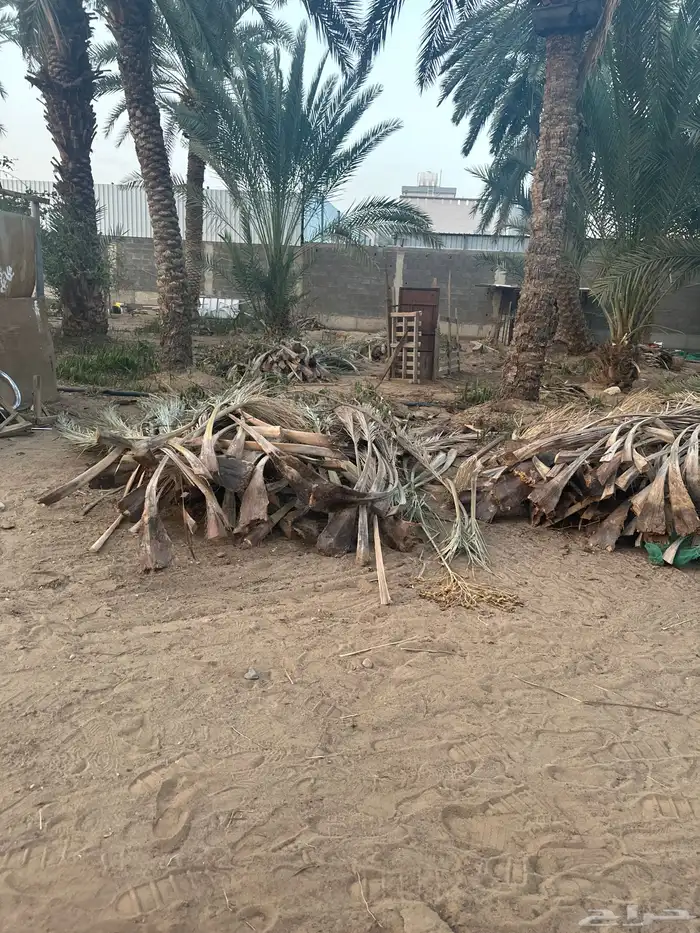 خوص او سعف نخل 1