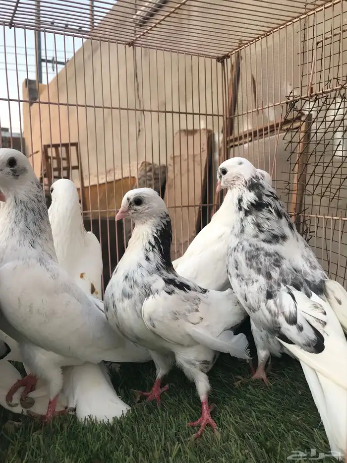 حمام قطايف للبيع المستعجل 1
