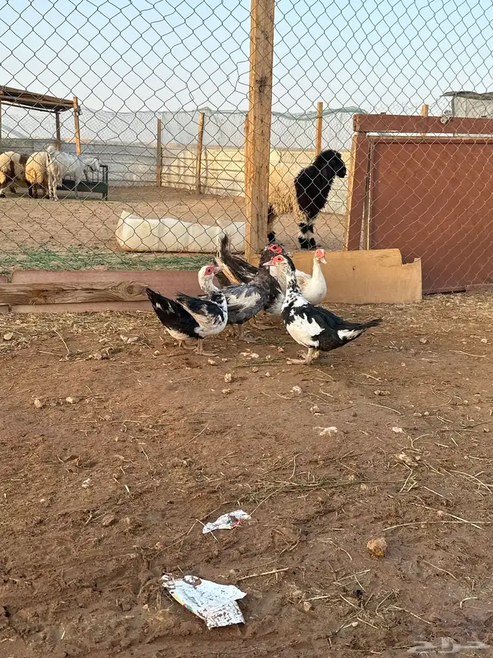 مفرق رماح 3