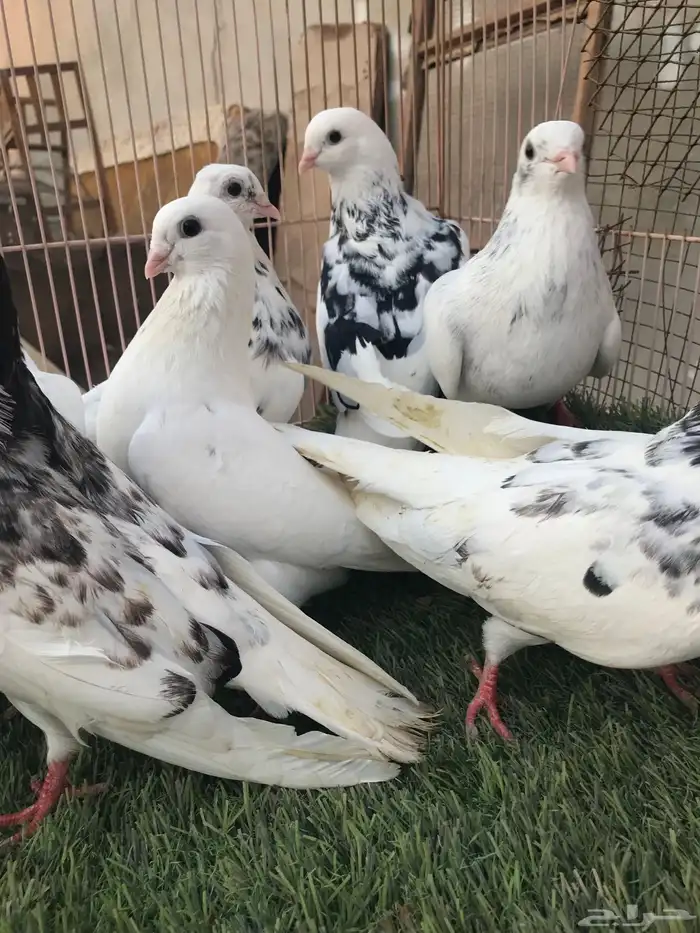 حمام قطايف للبيع المستعجل 9