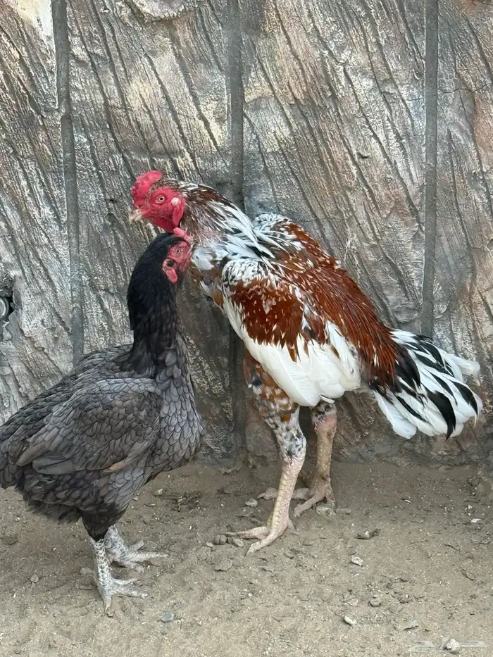 ديك ودجاجتين سنود بيور 5