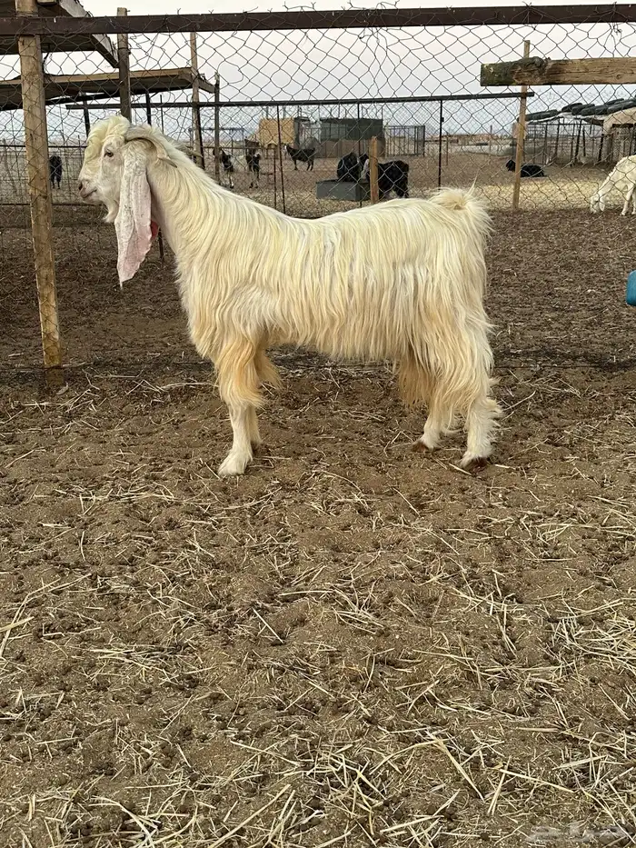 تيس فحل ابيض 0