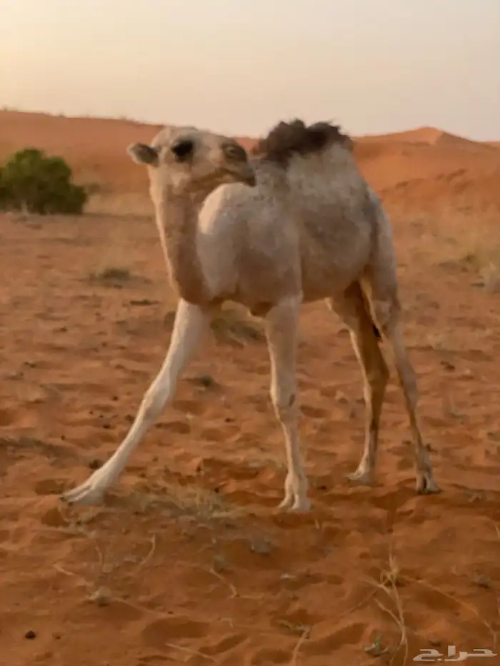 للبيع عشرا 2