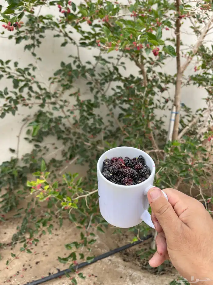 استراحة بضيافة خاصه ومزرعة في الحمرة ظهران الجنوب 33