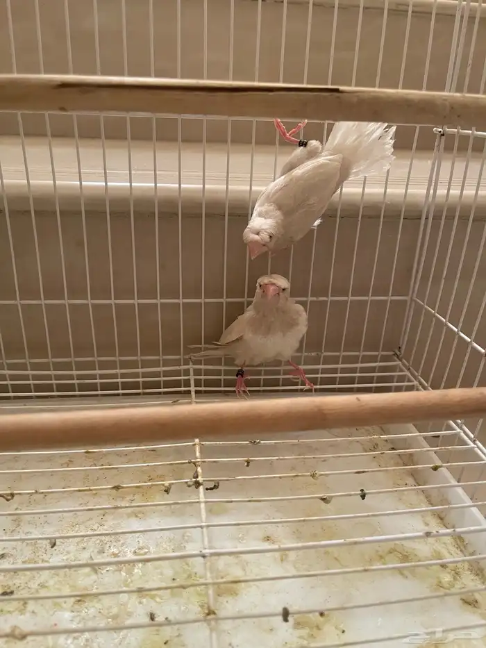 بنقليز كرست طفرة 4