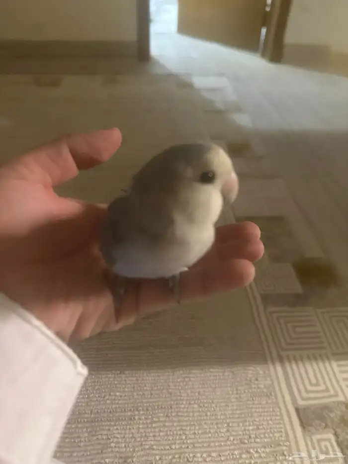 روز الليف هدد ونشبه 0