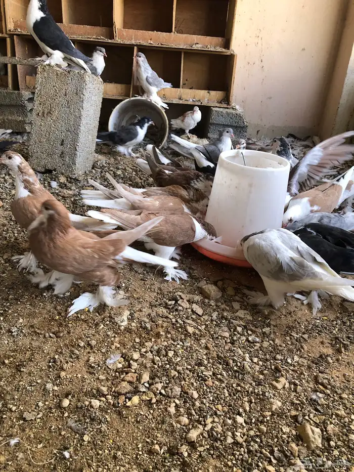 شيرازي للبيع 1