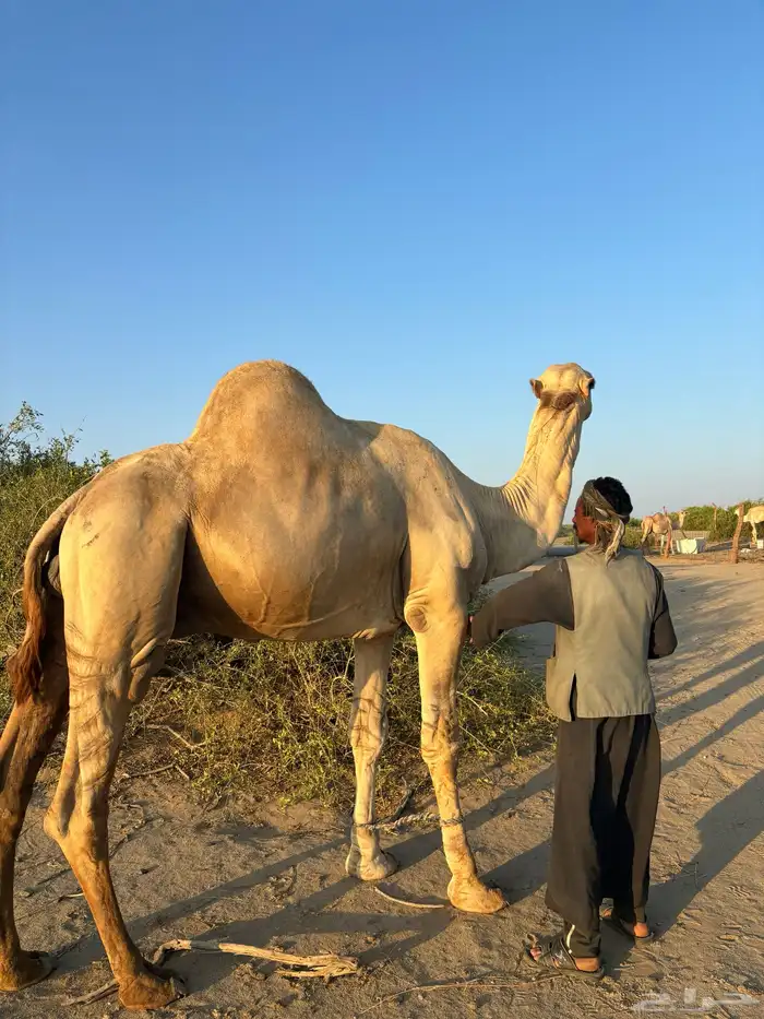 بعير أركي فحل نيب 2