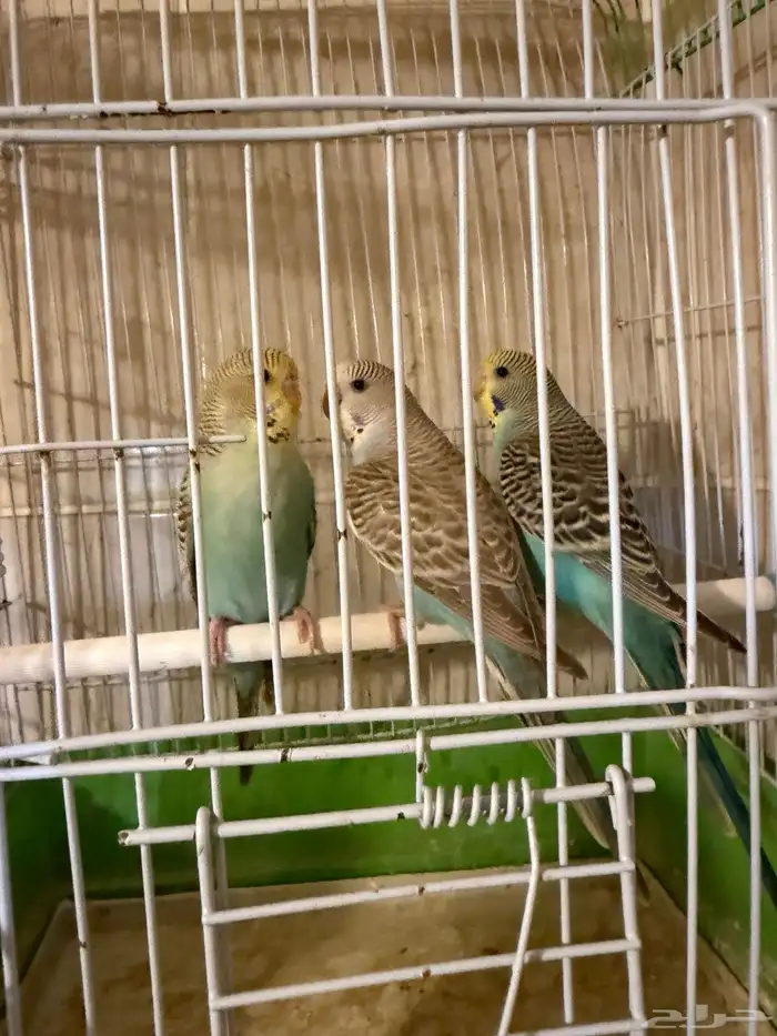 فروخ إنجليزي 1