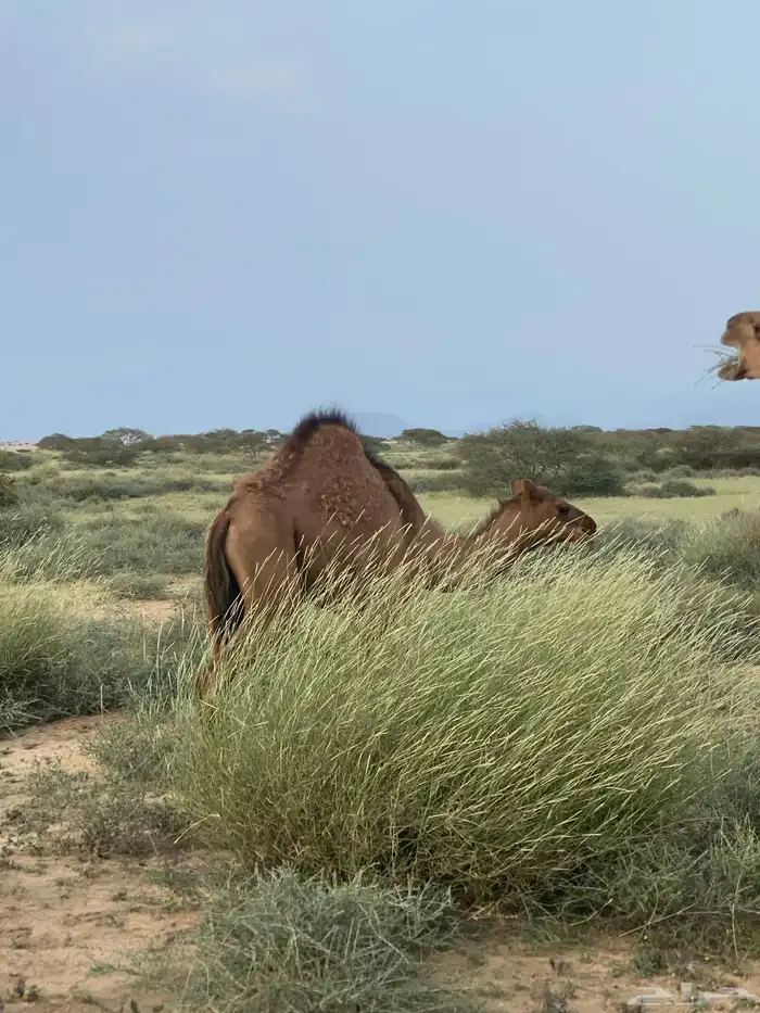 قعدان بلدي كفوو 9