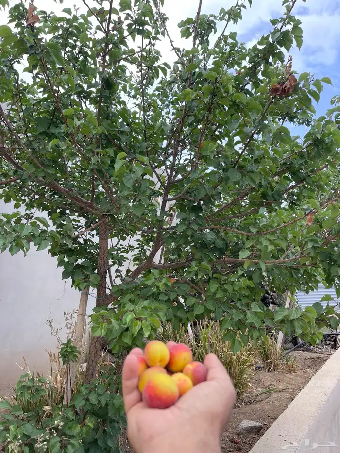 استراحة بضيافة خاصه ومزرعة في الحمرة ظهران الجنوب 29