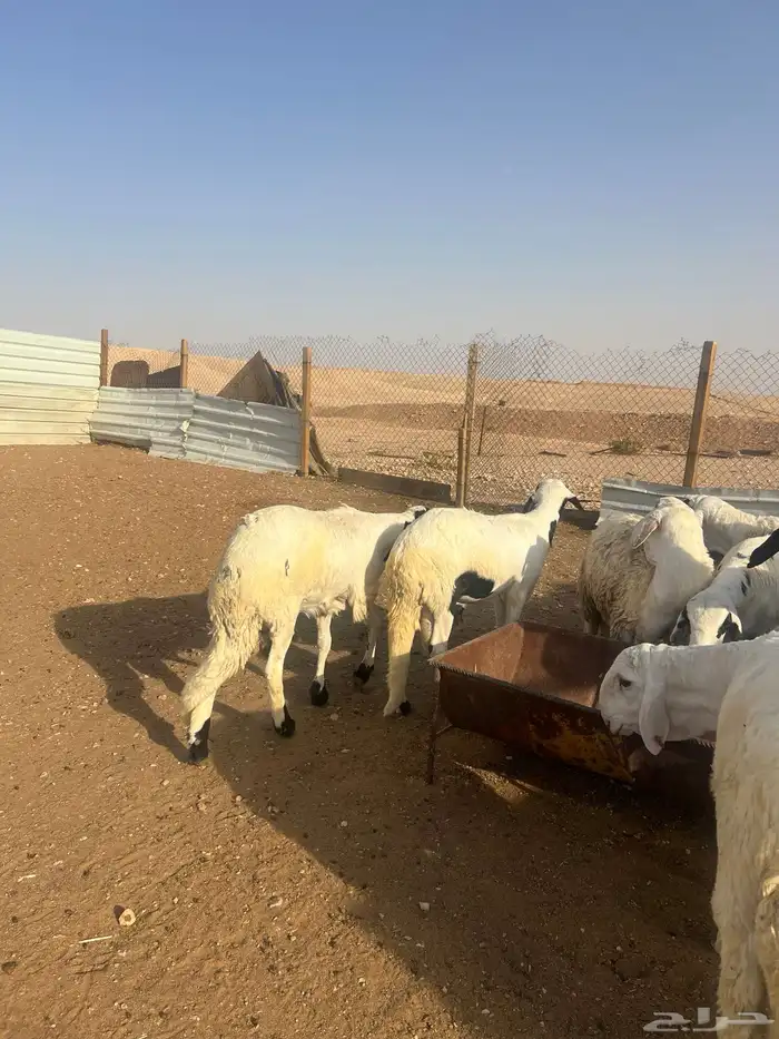 خرفان جبر وناهي وشرط اللحمه طيبه 12