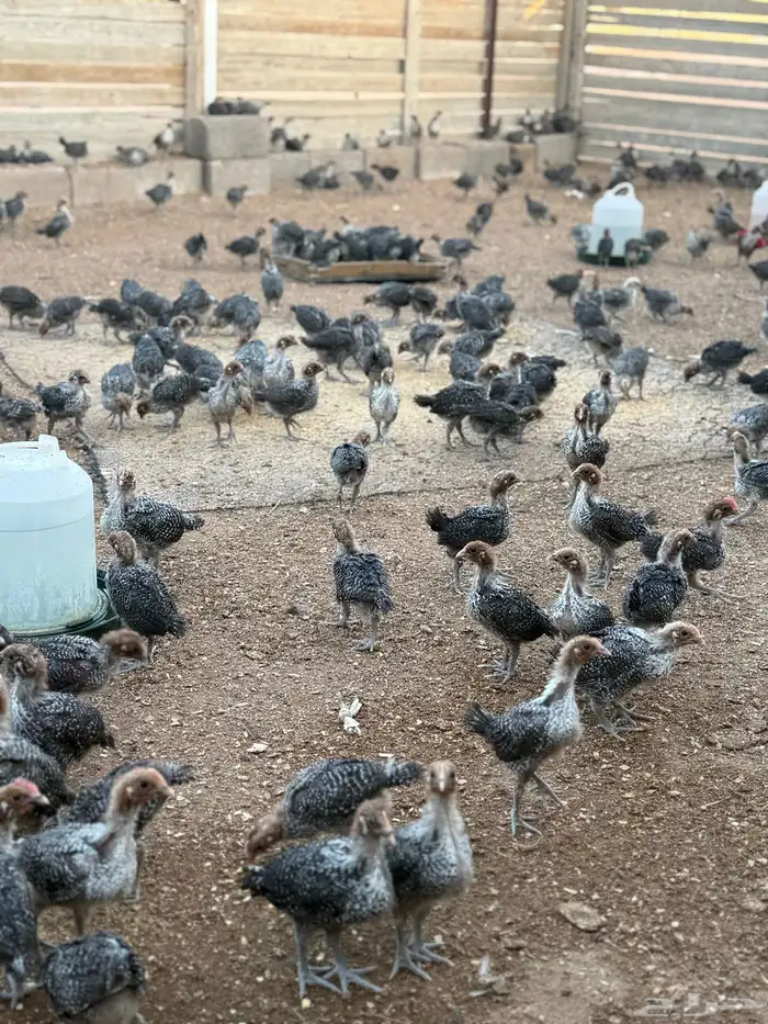 صوص دجاج فيومي 4