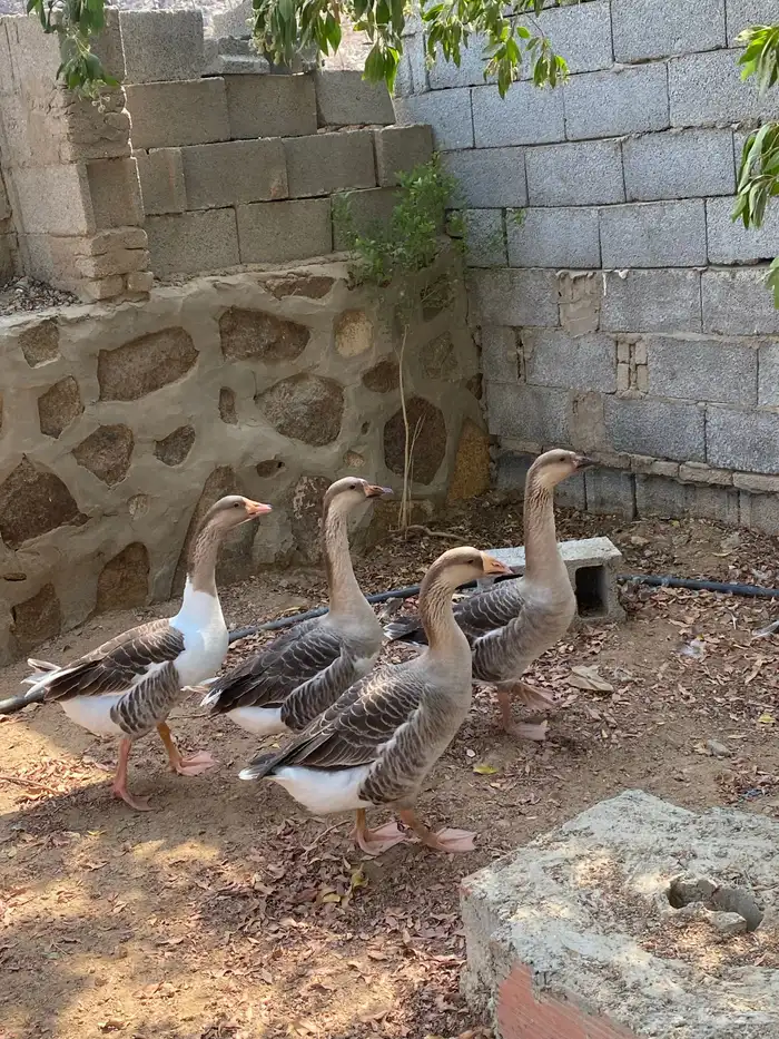 وز عراقي جامبو 7