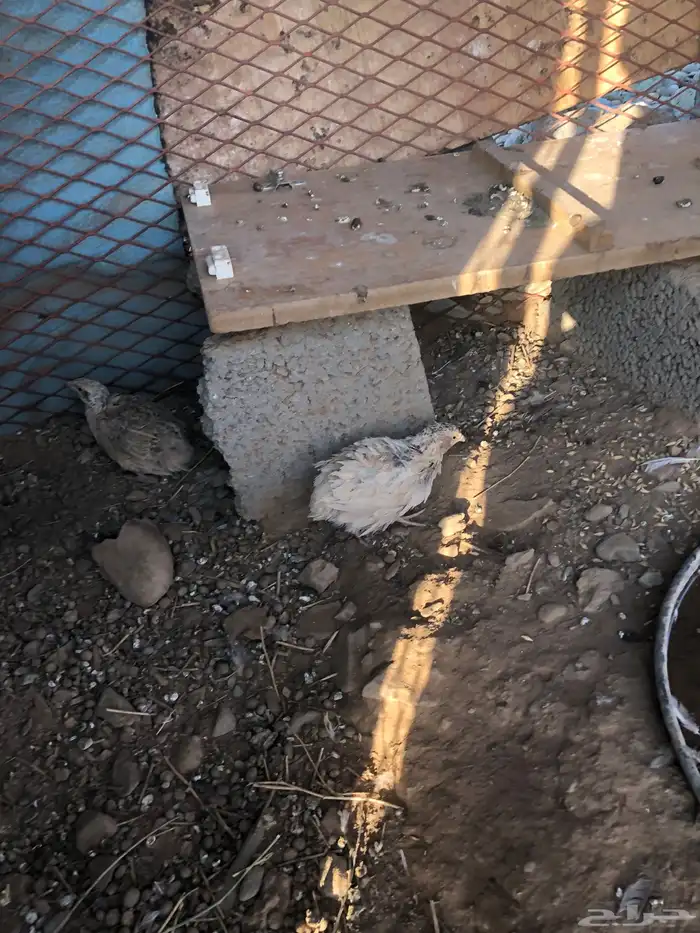 سمان للبيع 2