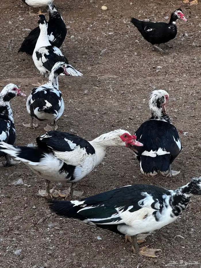 للبيع بط مسكوفي بدايه بيض 2