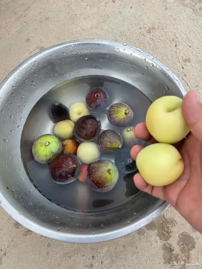 استراحة بضيافة خاصه ومزرعة في الحمرة ظهران الجنوب 50