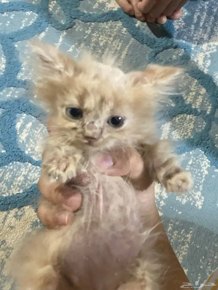 للتبني هجين شيرازي وسكوتش 0