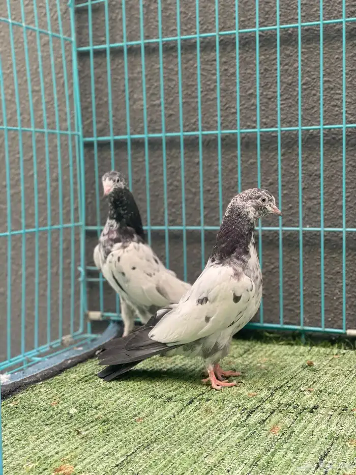 حمام باكستاني 1