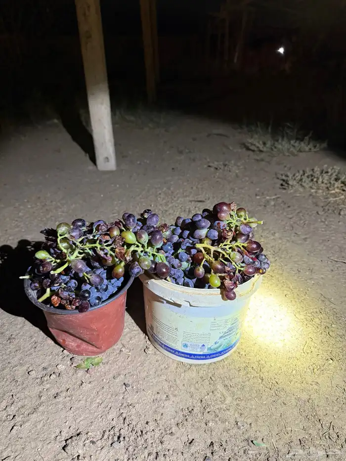 استراحة بضيافة خاصه ومزرعة في الحمرة ظهران الجنوب 22