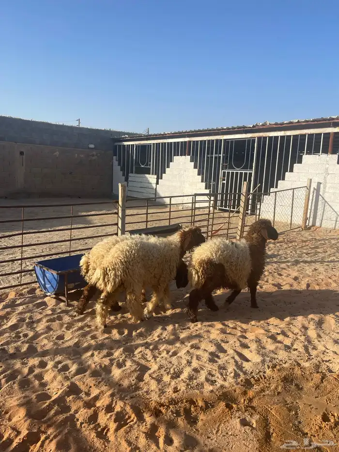 ذبايح بريه نعيمي للبيع يتوفر تمارا 1