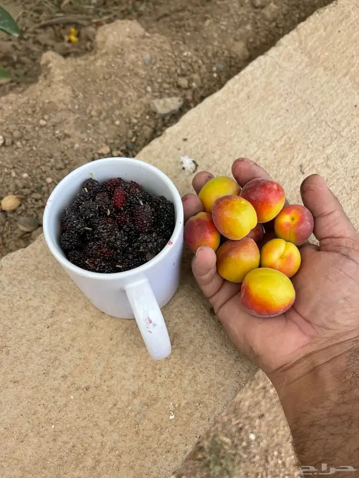 استراحة بضيافة خاصه ومزرعة في الحمرة ظهران الجنوب 30