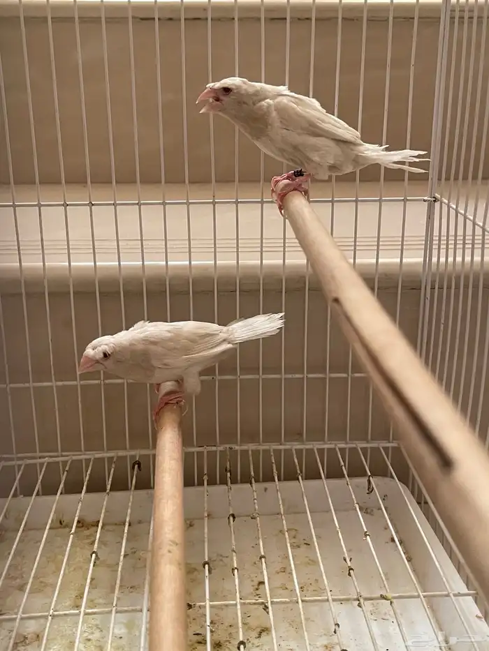 بنقليز كرست طفرة 2