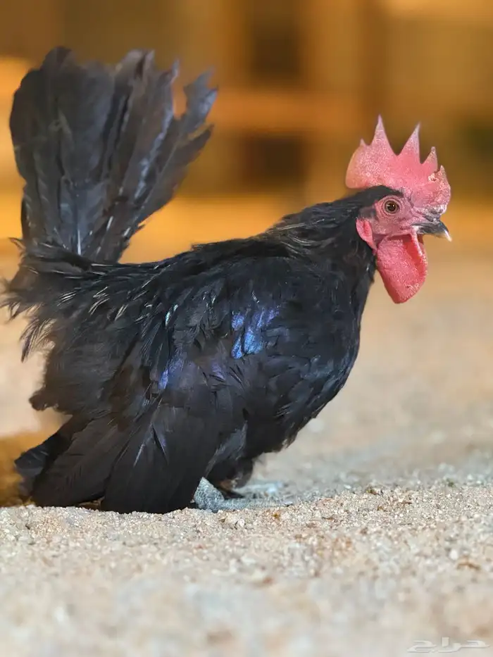 دجاج 7