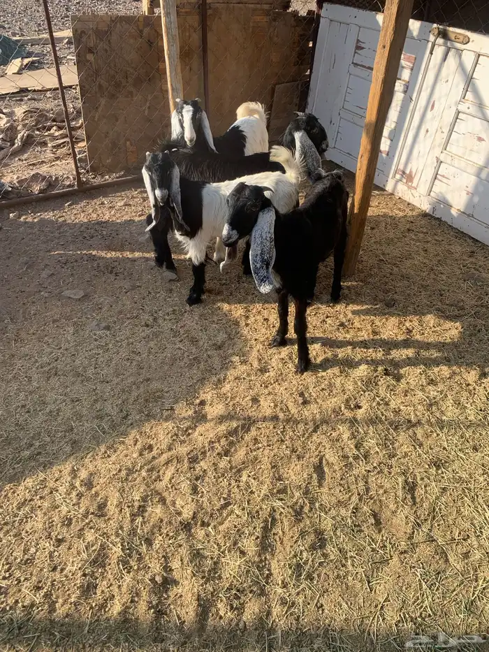 جفار للبيع 3