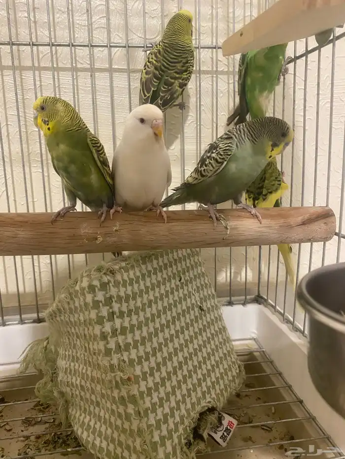 3 ازواج باجي هولندي منتجه شرط 4