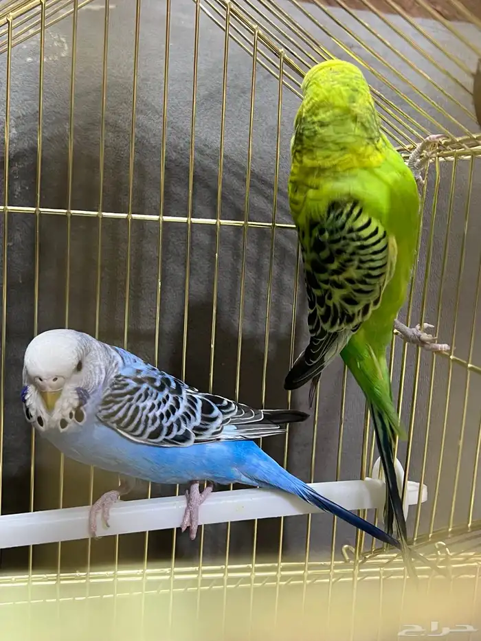 جوز بادجي( تم البيع) 3