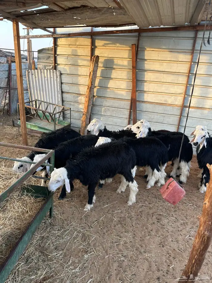 طليان خرفان نجد 6