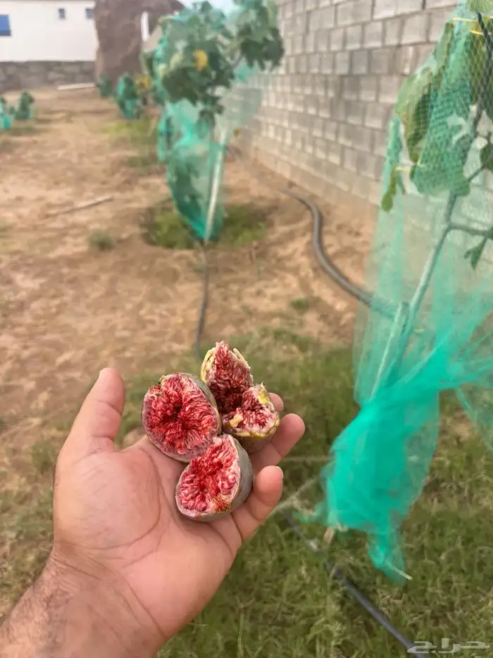 استراحة بضيافة خاصه ومزرعة في الحمرة ظهران الجنوب 47