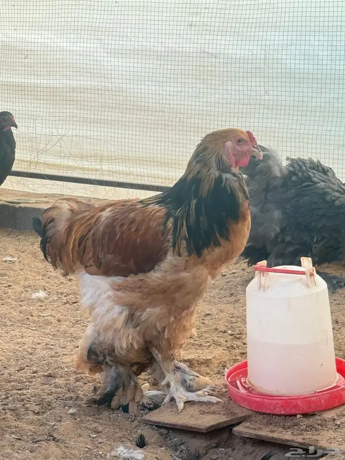 دجاج براهما بيور دم صافي 2