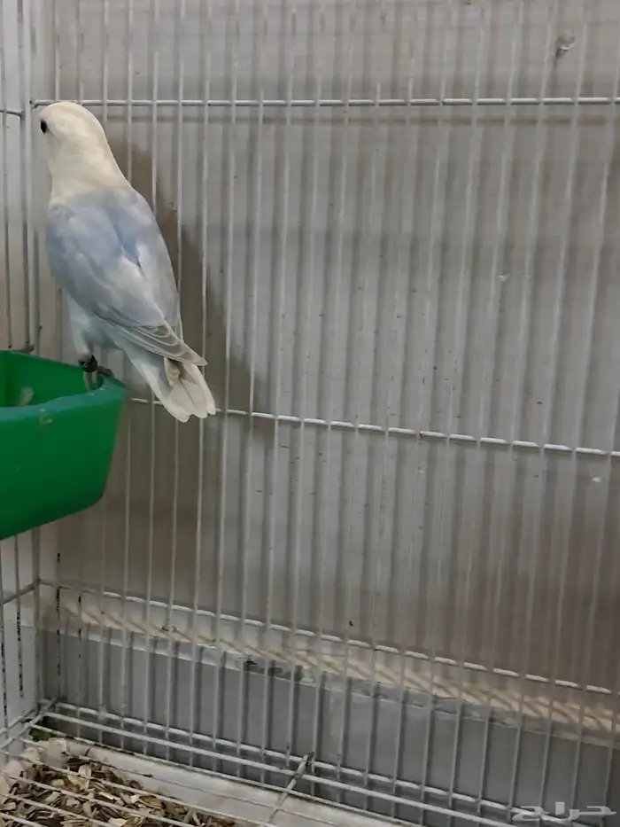 روز ذكر جاهز حق الإنتاج 1