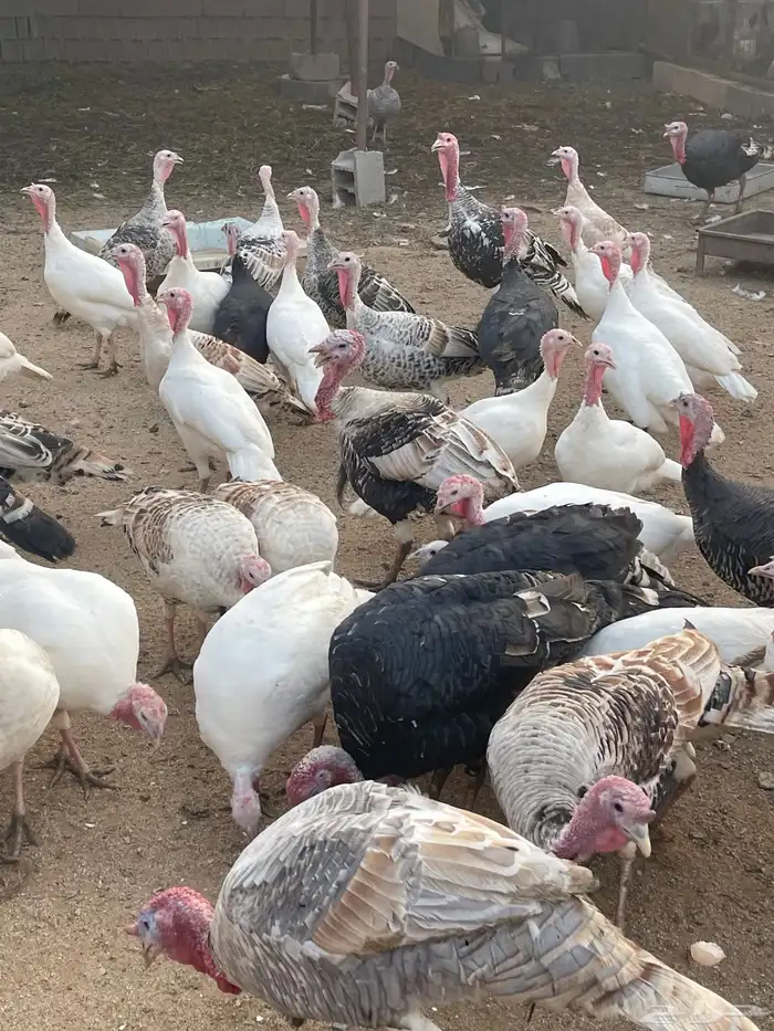 رومي سوبر جامبو العمر سنتين وسنه ونص خالي من الأمراض ومحصن 0