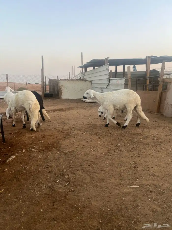 سواكني حري رفيدي برابر نعيم تيوس 31
