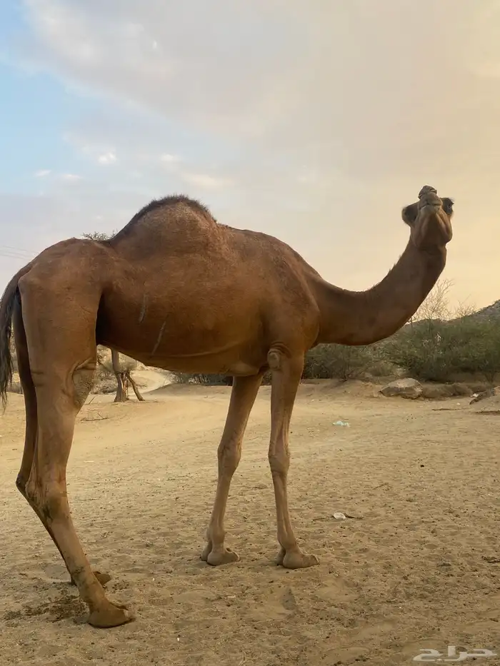 ناقه للبيع 2